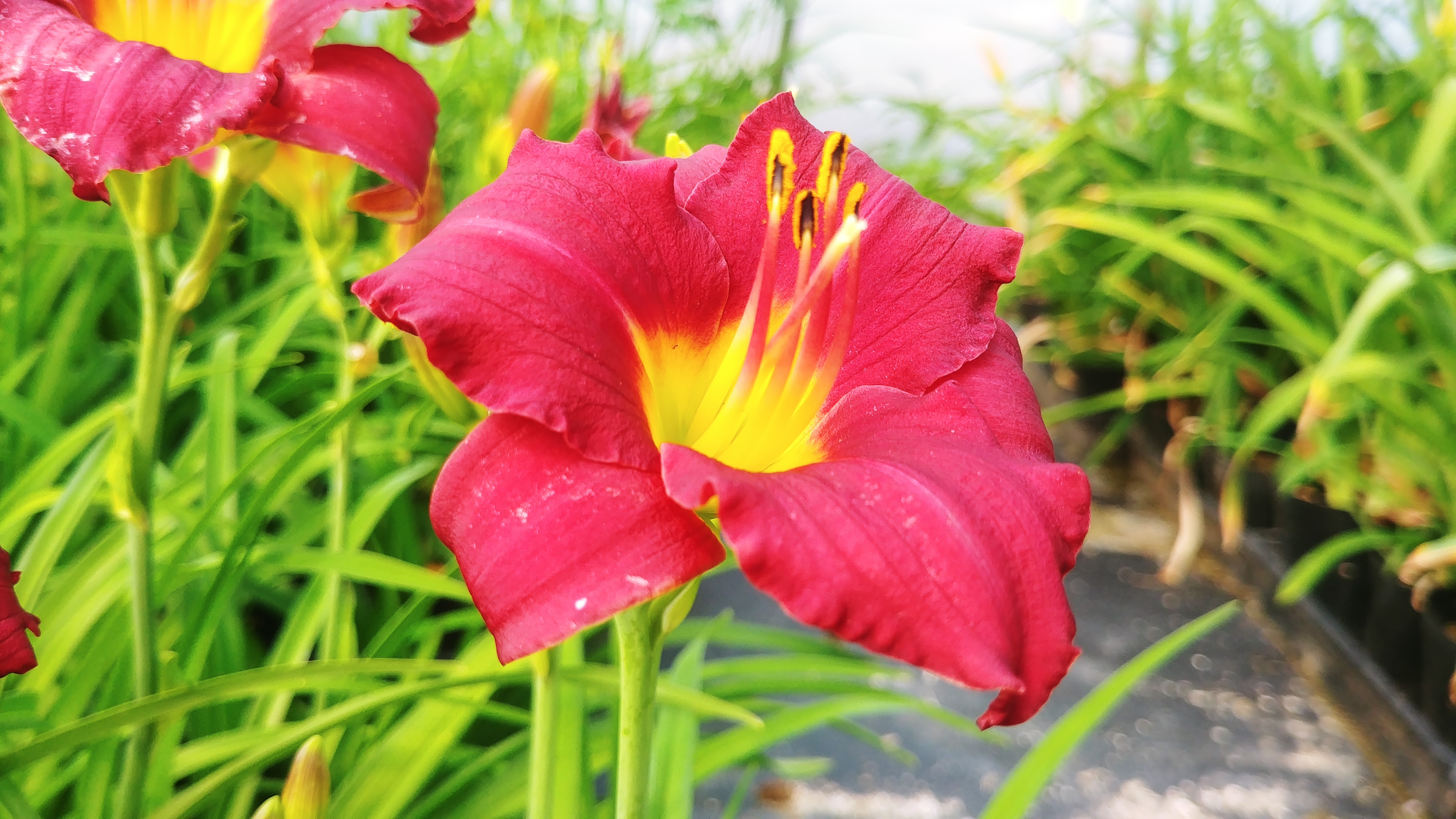 Hemerocallis 'Pardon Me'